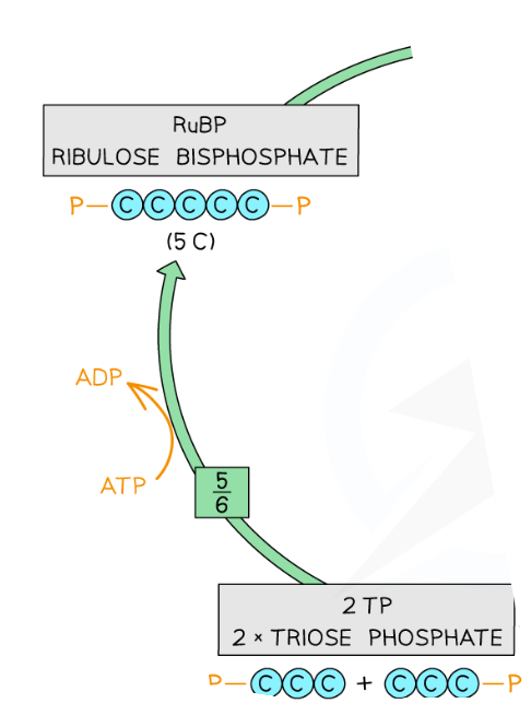 <ol start="4"><li><p>5/6 of<mark data-color="purple" style="background-color: purple; color: inherit;"> TP </mark>molecules used to<mark data-color="#e28ddd" style="background-color: rgb(226, 141, 221); color: inherit;"> regenerate RuBP</mark></p><ol><li><p>Requires energy<mark data-color="#80a7d0" style="background-color: rgb(128, 167, 208); color: inherit;"> (ATP) </mark>from <strong>LD reaction</strong></p></li></ol></li><li><p><strong><u>Produces ADP</u></strong></p></li></ol><p></p>