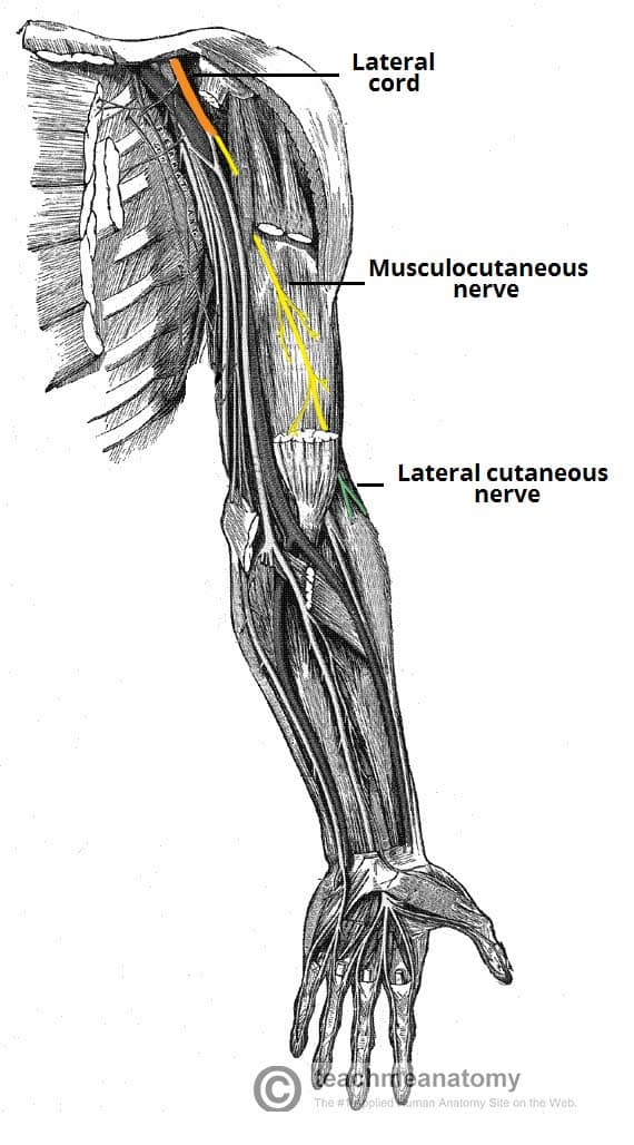 <ul><li><p>biceps brachii</p></li><li><p>coracovrachialis</p></li><li><p>brachialis</p></li></ul><p></p>