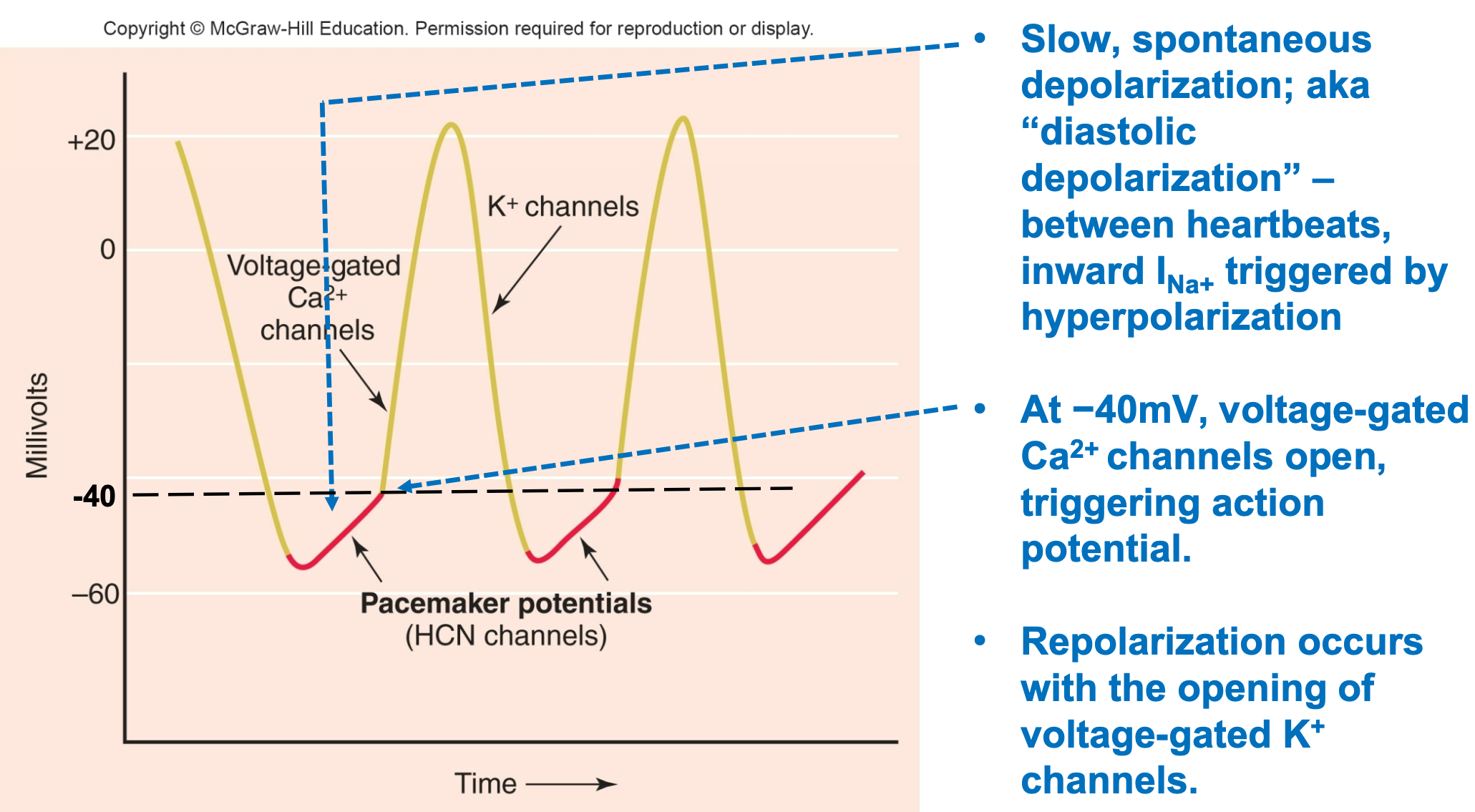 <ol><li><p>Autorythmic</p></li><li><p>Slow, spontaneous depolarization</p><ol><li><p>AKA “diastolic depolarization”</p></li></ol></li><li><p>Between heartbeats, influx of Na+ triggered by hyperpolarization</p></li><li><p>At −40mV, voltage-gated Ca2+ channels open, triggering action potential</p></li><li><p>Repolarization occurs with opening of voltage-gated K+ channels</p><ol><li><p>Efflux of K+</p></li></ol></li></ol>