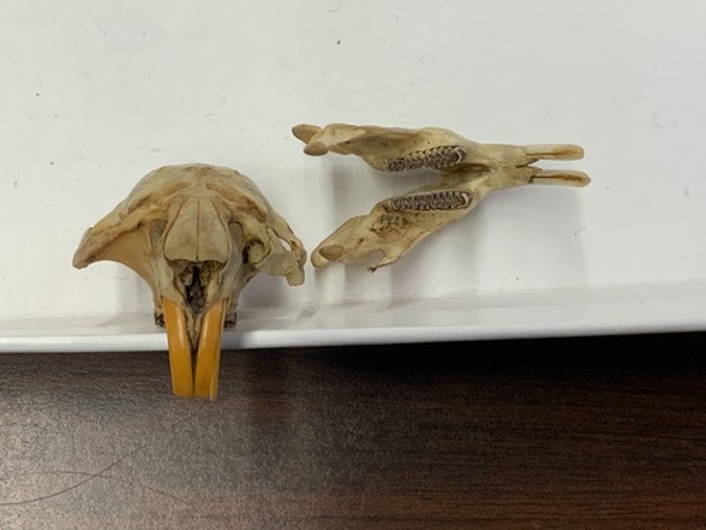 <p>Family, Suborder, Order, Infraclass, Subclass</p><p>-prismatic cheek teeth</p><p>-myomorphous front-facing infraorbital foramen (round vertical oval)</p><p>-flat cranium</p>