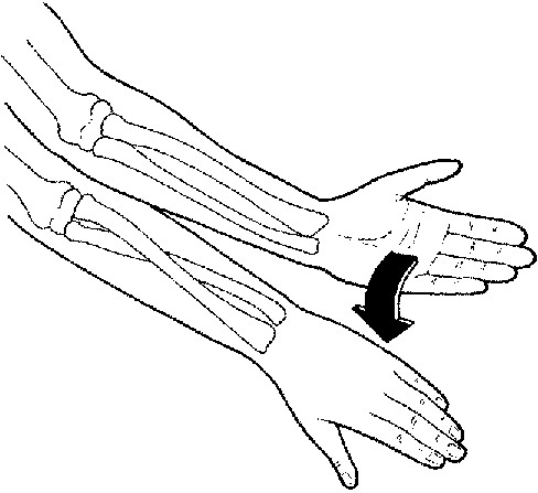 -Pronates Forearm
-Assits in Elbow Flexion