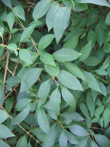 <p><span>Deciduous shrub with arching branches, green leaves, and bright yellow spring flowers. Used ornamentally for its early spring color.</span></p>