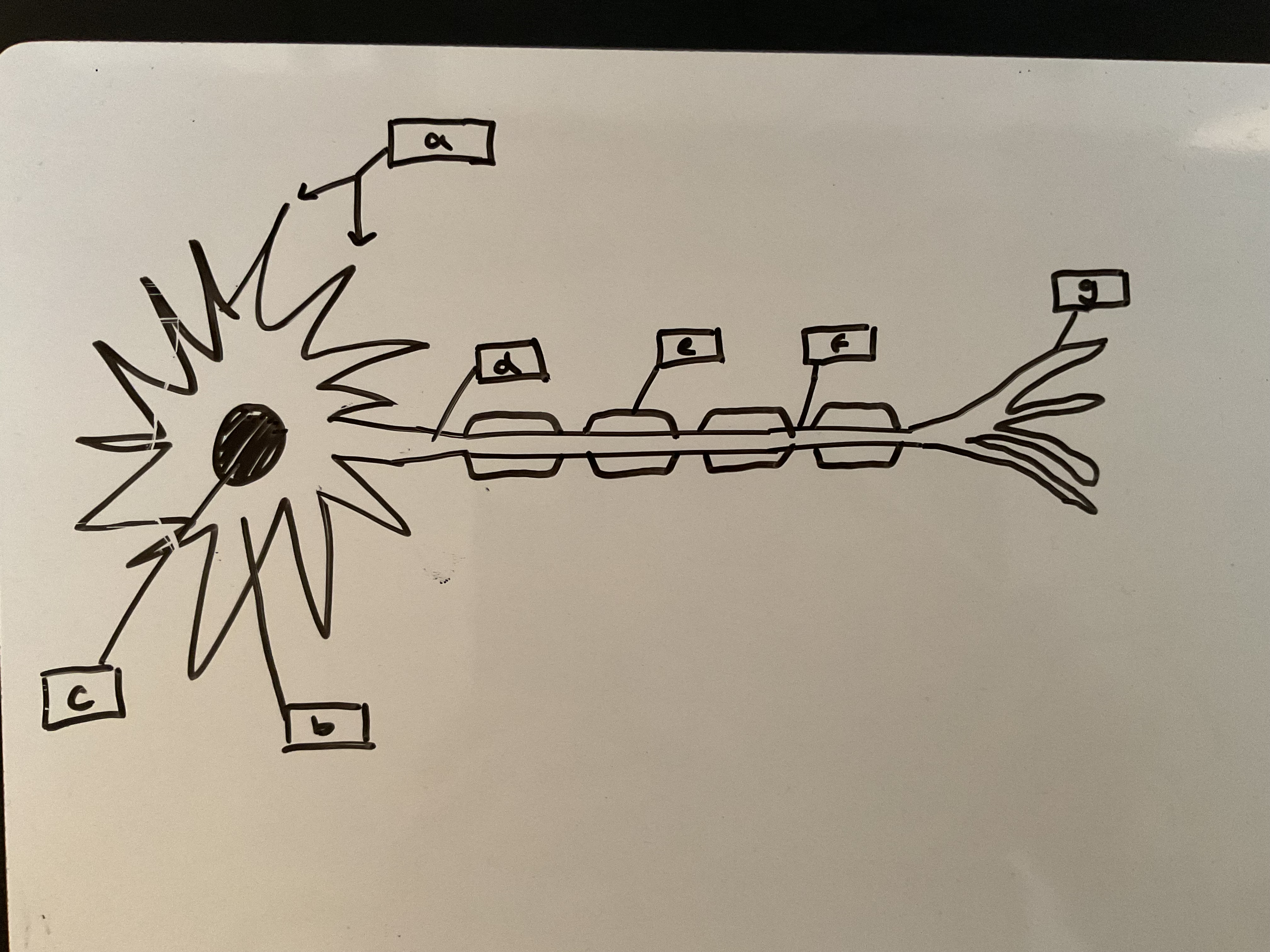 <p>Label the structure of this motor neuron</p>