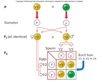 <p>What occurred when Mendel performed single crosses with pea plants?</p>