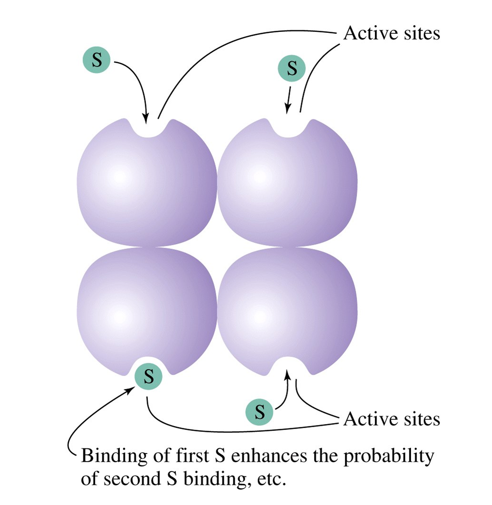 <p>binding of the first substrate enhances the probability of second substrate binding</p>