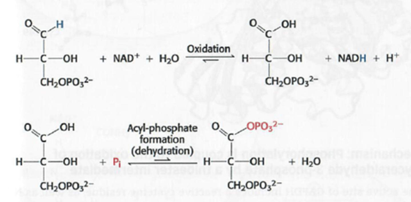 <p>Glyceraldehyde wordt geoxideerd</p><p>Aldehyde wordt een zuur</p><p>NAD+ wordt gereduceerd tot NADH</p><p>Bij de tweede reactie wordt een fosfaat ingebouwd: dehydrogenatie en vorming van acyl-fosfaat</p><p>energie komt van een binding niet van ATP</p>