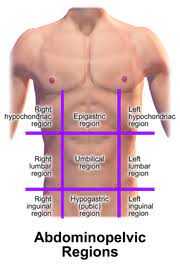 <p>RIGHT AND LEFT HYPOCHONDRIAC REGIONS  </p>
