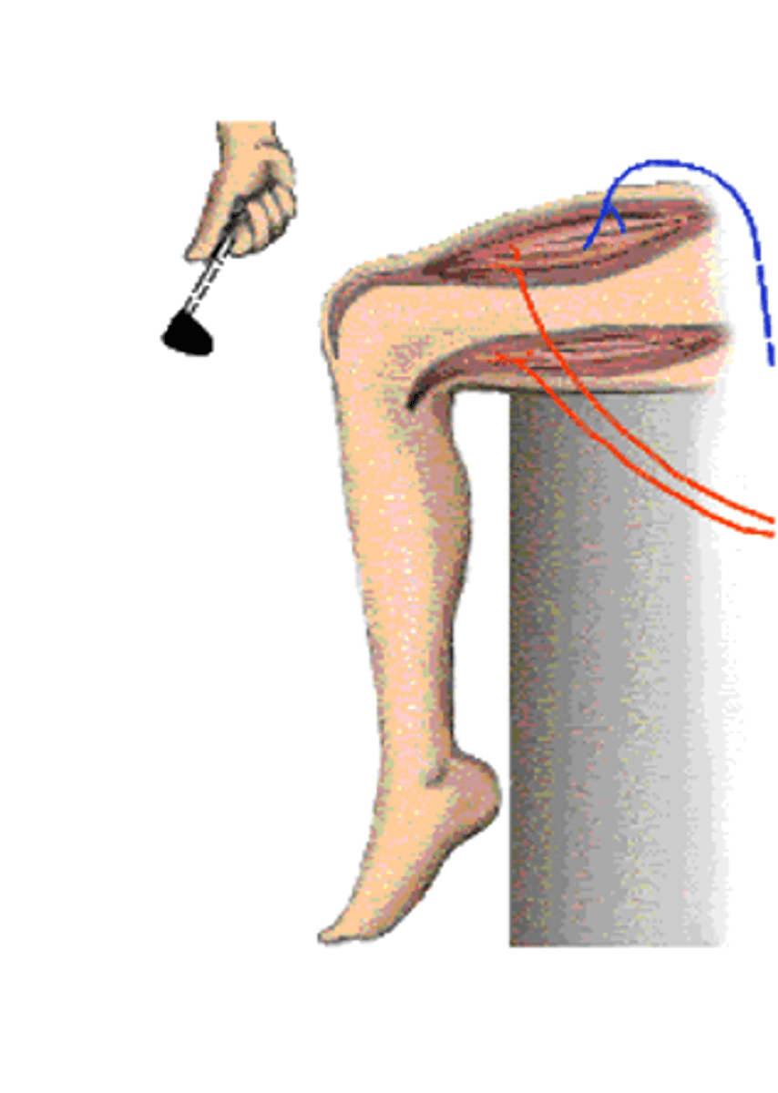 <p>Reflexes usually involved __________ ______________ (but can include glandular responses, e.g. lactation in response to suckling)</p>