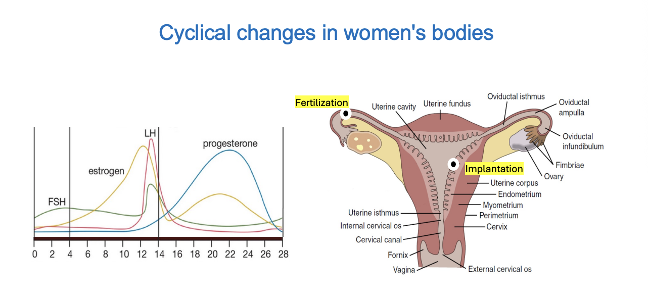 <ol><li><p>Endometrial changes</p></li><li><p>Cervical changes</p></li><li><p>Changes in the rest of the body</p></li></ol><p></p>