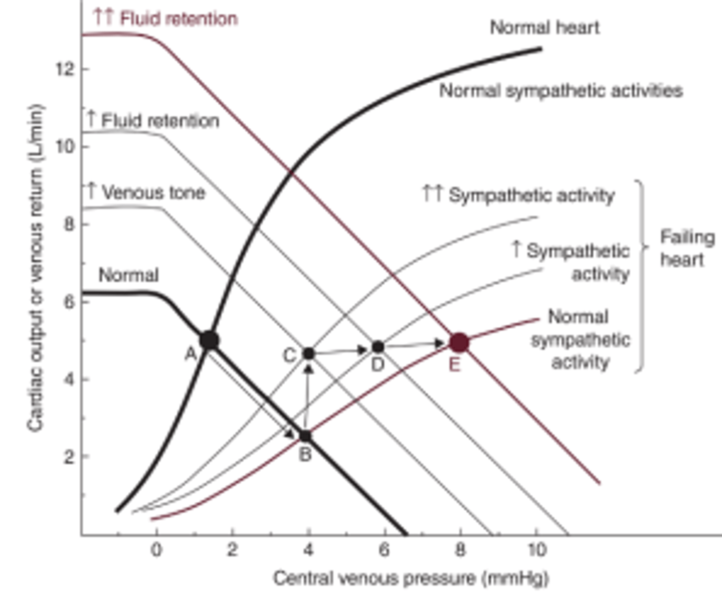 <p>The vascular function curve/MSFP increases significantly due to increase venous tone and fluid retention.</p><p>The Ventricular function increases due to increase symp activity and increasing EDV, inotropy and chronotropy.</p>