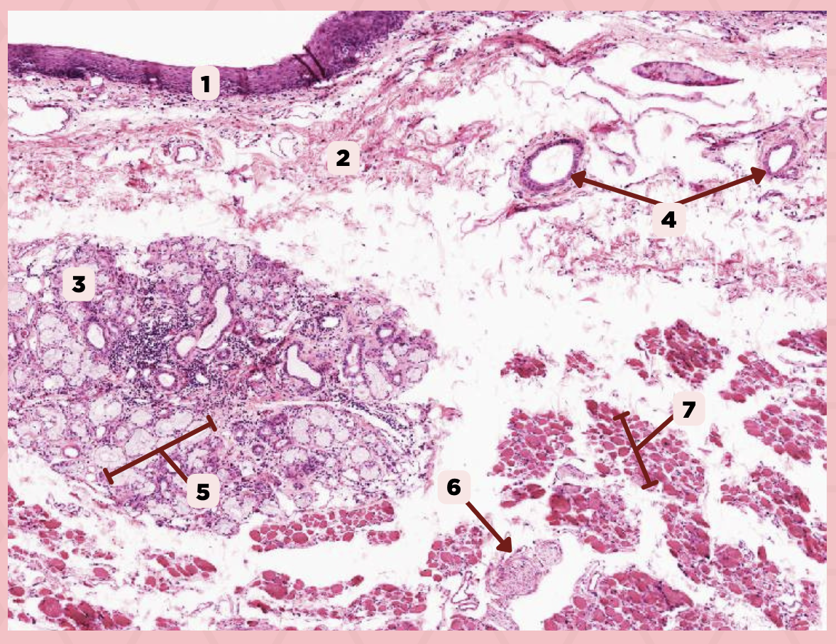 <p>Identify the structure labeled as 2.</p>