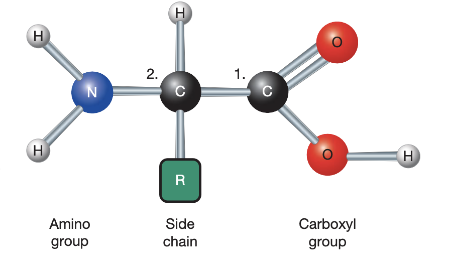 <ul><li><p>have amino grp, carboxyl grp, R grp, H atom</p></li><li><p>20 diff amino acids in human prots — all diff R grps (side chains)</p></li><li><p>protein monomers</p></li></ul><p></p>