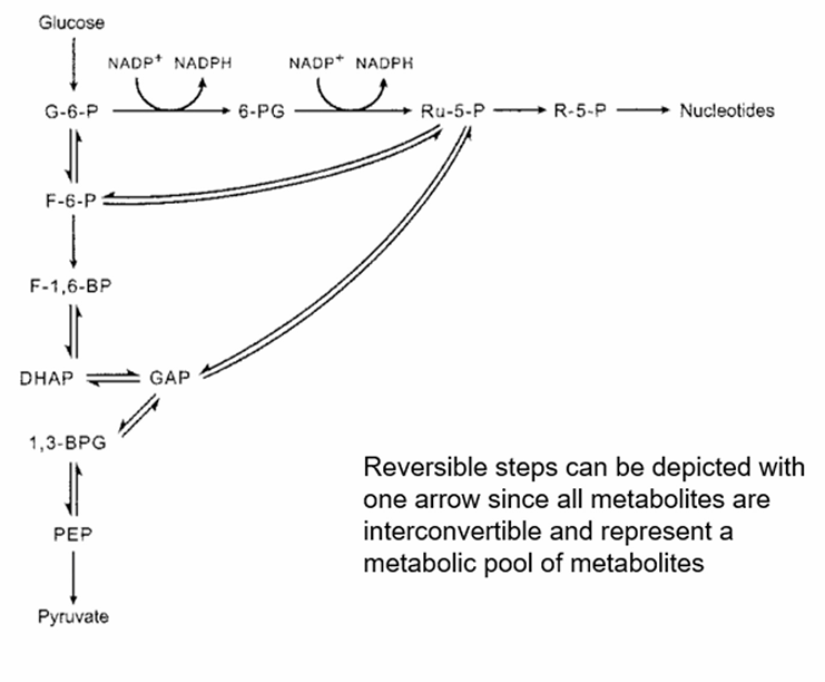 <p>Both START with G6P<br>- Coordinately controlled </p><p></p>