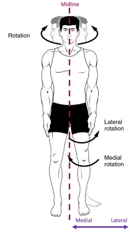 <p>Rotation of the limbs (shoulder and hip) when the anterior surface is turned laterally away from the midline.</p>