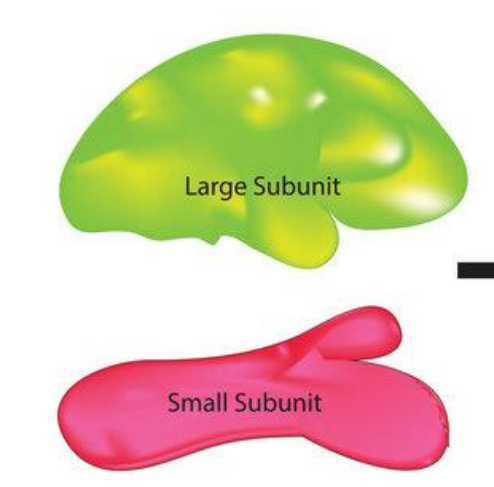 <p>Cell organelle made of rRNA and proteins. Found in both prokaryotes and eukaryotes (everything).</p>