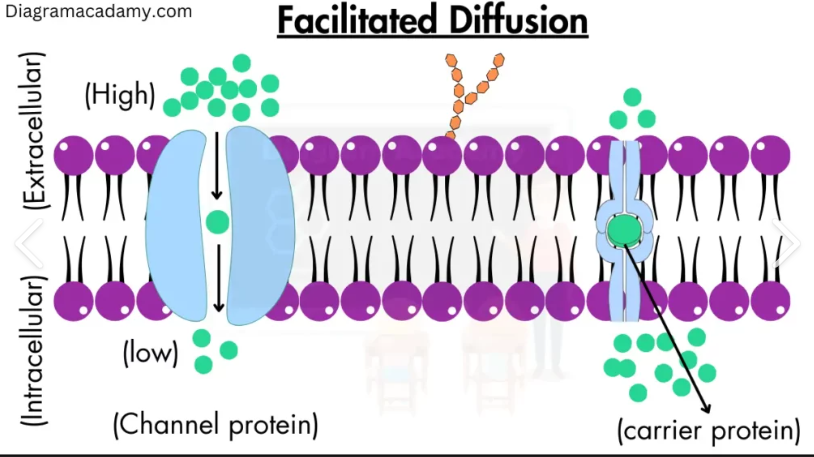 <p><span style="font-family: "Open Sans", sans-serif; line-height: 115%;"><strong><span>facilitated </span></strong></span><span><strong><span>Diffusion</span></strong></span></p>