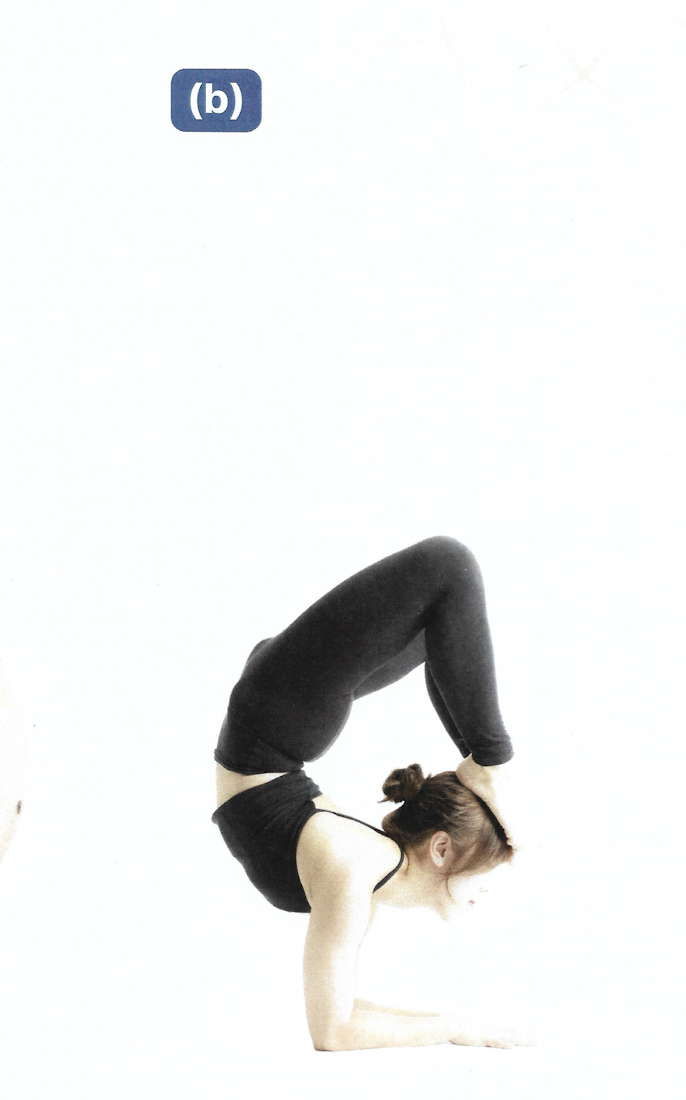 <p>Vrschikasana A</p>