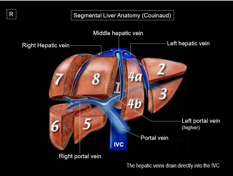 <p>the left hepatic vein divides the left lobe into …</p>