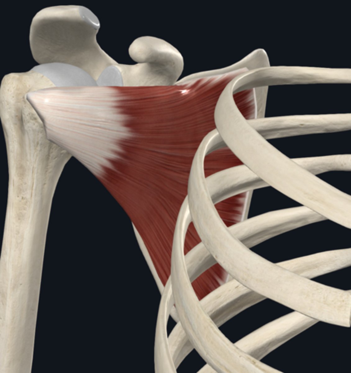 <p>medially rotates humerus</p>