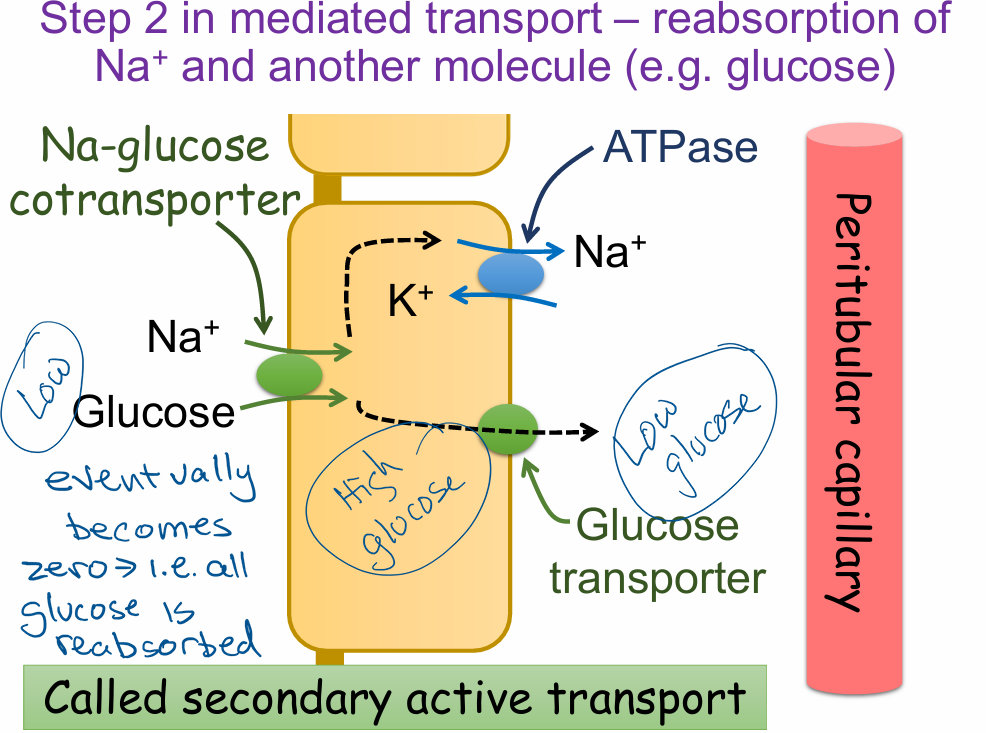 <p>reabsorption of Na+ and another molecule (e.g. glucose)</p><ul><li><p><strong>Na⁺-glucose cotransporter</strong> on the apical membrane moves both Na⁺ and glucose into the cell from the tubular lumen.</p></li><li><p>Na⁺ moves <strong>down its concentration gradient</strong>, driving <strong>glucose against its gradient</strong> into the cell.</p></li><li><p><strong>Na⁺/K⁺ ATPase pump</strong> maintains the Na⁺ gradient by exporting Na⁺ and importing K⁺.</p></li><li><p>Glucose builds up to a <strong>high concentration inside the cell</strong>.</p></li><li><p>Glucose exits into the <strong>peritubular capillary</strong> through a <strong>glucose transporter</strong> on the basolateral membrane.</p></li><li><p>Eventually, <strong>all glucose is reabsorbed</strong> from the tubular lumen.</p></li><li><p>This process is <strong>secondary active transport</strong> – it indirectly uses energy via the Na⁺ gradient.</p></li></ul><p></p>
