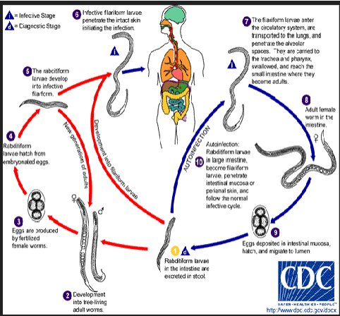 <ul><li><p><span>Acquired by direct skin penetration or by ingestion of contaminated water (filariform larvae)</span></p></li><li><p><span>Attracted to humans by chemical found on the skin, especially the feet</span></p><ul><li><p><span>Urocanic acid</span></p></li></ul></li><li><p><span>Migrate via the blood stream to the alveoli of the lungs</span></p><ul><li><p><span>Coughed up and swallowed</span></p></li></ul></li></ul><p></p>