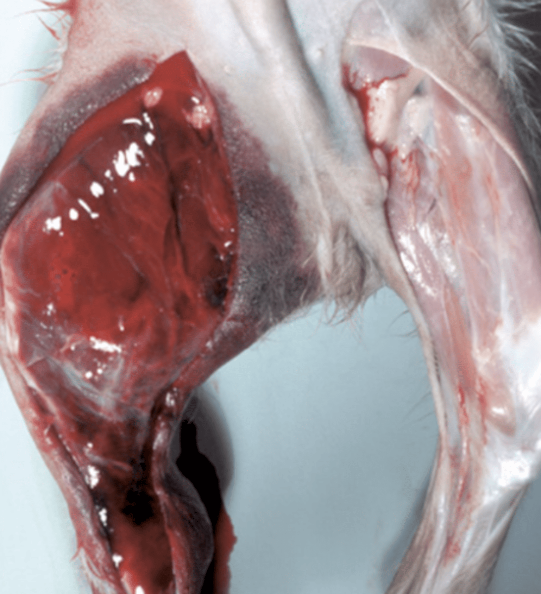 <p>What is being shown in this photo?</p>