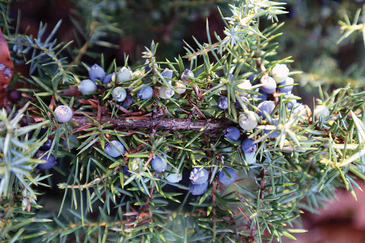 <p>Juniperus communis</p>