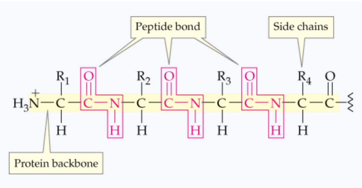<p>What is a linear line of amino acids connected with peptides called?</p>
