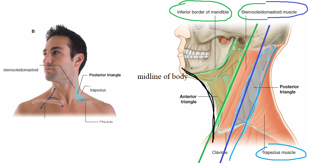 <p>-SCM</p><p>-trapezius</p><p>-middle 3rd clavicle</p>