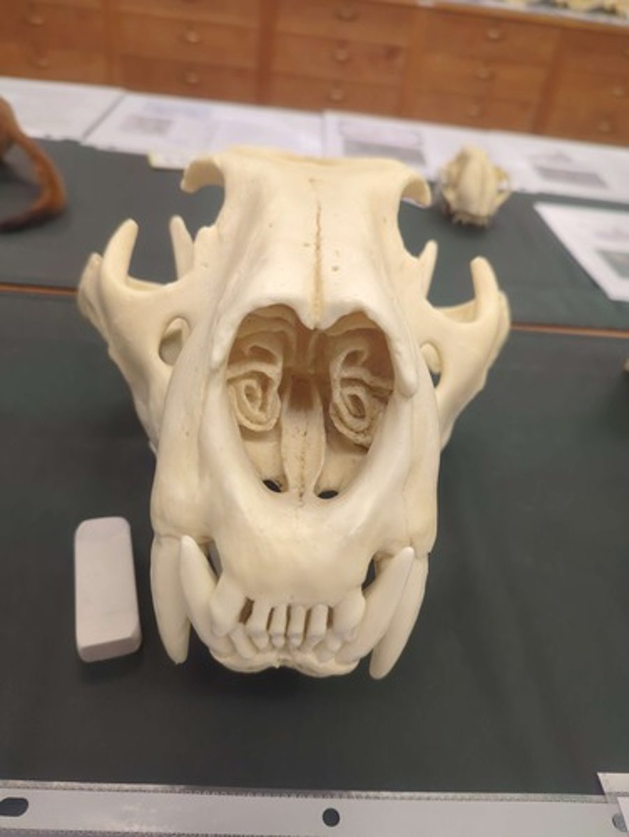 <p>What animal is this? Answer with "Skull" after animal name.</p>