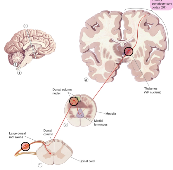 1. Ascending branch goes up the dorsal column

2. Synapse on the dorsal column nuclei in the medulla 

3. Dorsal column nuclei axons decussate and ascend the medial lemniscus

4. Synapse in the VP nucleus of the thalamus 

5. Neurons in the VP nucleus project to somatosensory cortex 

