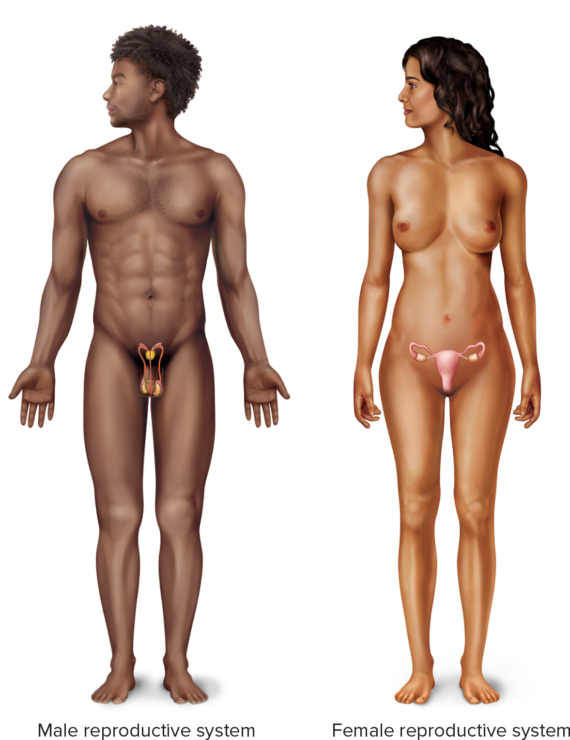 <p>Body systems that most commonly consist of male reproductive organs or female productive organs for the primary purpose of producing offspring. The female system consists of the ovaries, uterine tubes, uterus, vagina, clitoris, and vulva. The male system consists of the scrotum, testes, epididymes, ductus deferentia, seminal vesicles, prostate gland, bulbourethral gland, penis, and urethra.</p>
