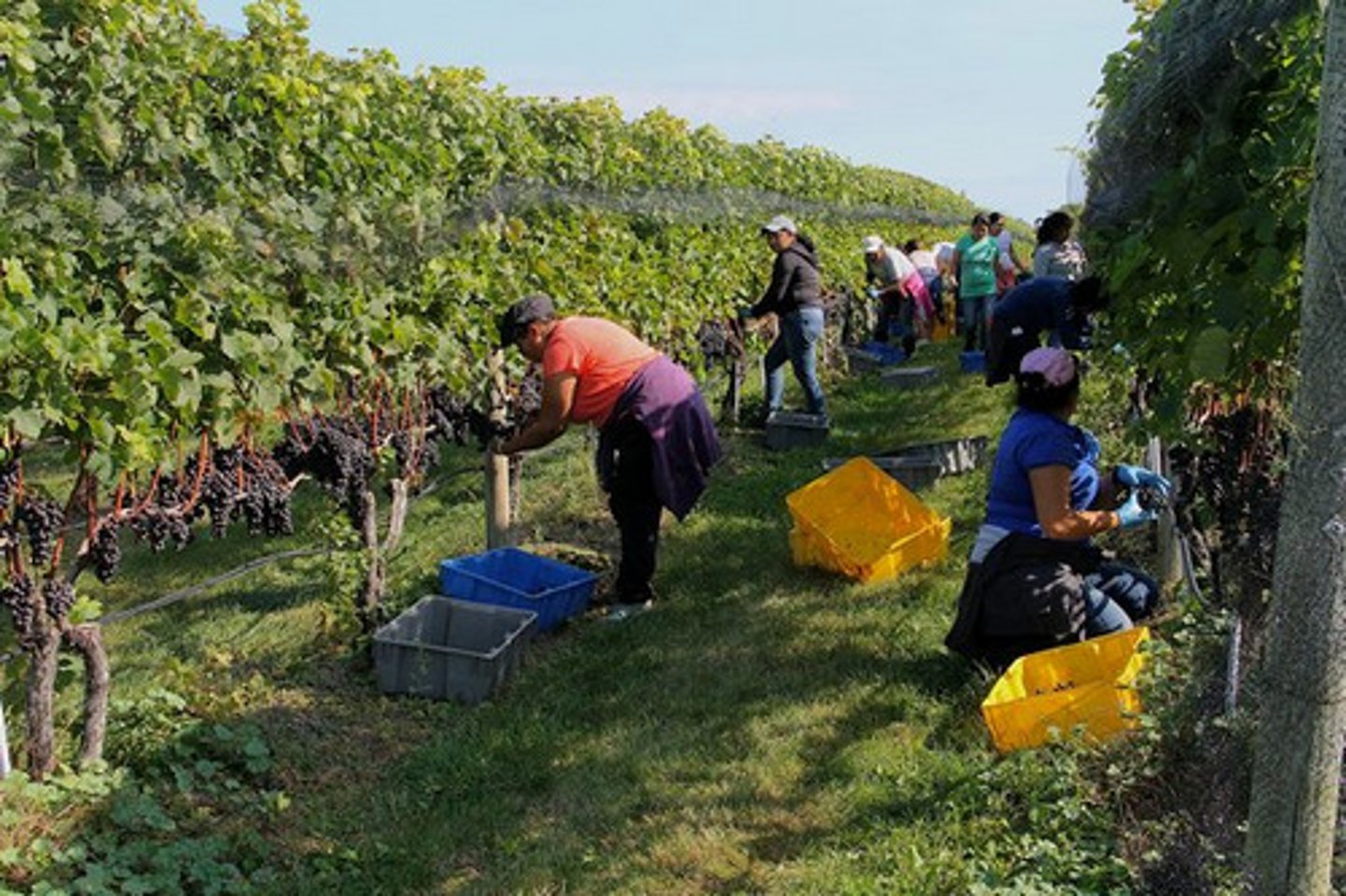 <p>được thu hoạch</p>