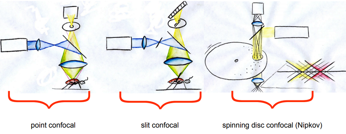 <p><span>Best resolution and out-of-focus suppression as well as highest multispectral flexibility is achieved only by the classical single point confocal system !</span></p>