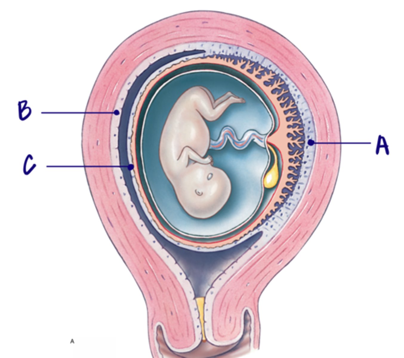 <p>Only touches the mother</p><p>B</p>