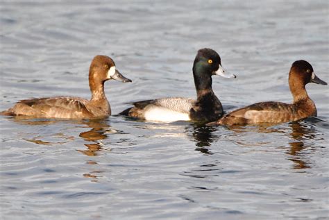 Dark head, completely light underwing, stripe on wing feathers, taller head, lighter bill color

Males: Dark head/chest/tail, white/grey center

Females: brown, center slightly less brown