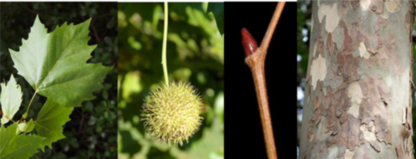 <p>Leaves: Alternate, simple, 7" long x 8-10" wide, 3-5 lobes, acute sinuses 1/3 length of blade, truncate (flat) to cordate (heart shaped) base. Deeper sinuses with more teeth than A.s.</p><p>Fruit: Rounded syncarp of achenes, 1", two per stalk. (P. occidentalis has 1/stalk, while P. orientalis has 3/stalk); however, this is not a definitive character. </p><p>Bark: Multi-colored patches, generally light green in color (more so compared to P. occidentalis), exfoliating bark. </p><p>Form/Silvics: Hybrid between P. occidentalis and P. orientalis. Commonly used as a street tree in Europe. Mature size 70-100'. This tree has several problems: messy fruit and twigs dropping, anthracnose, canker stain fungus, powdery mildew, lacebug. Ornamental.</p>