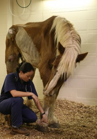 <p>Mentation of this horse? </p>