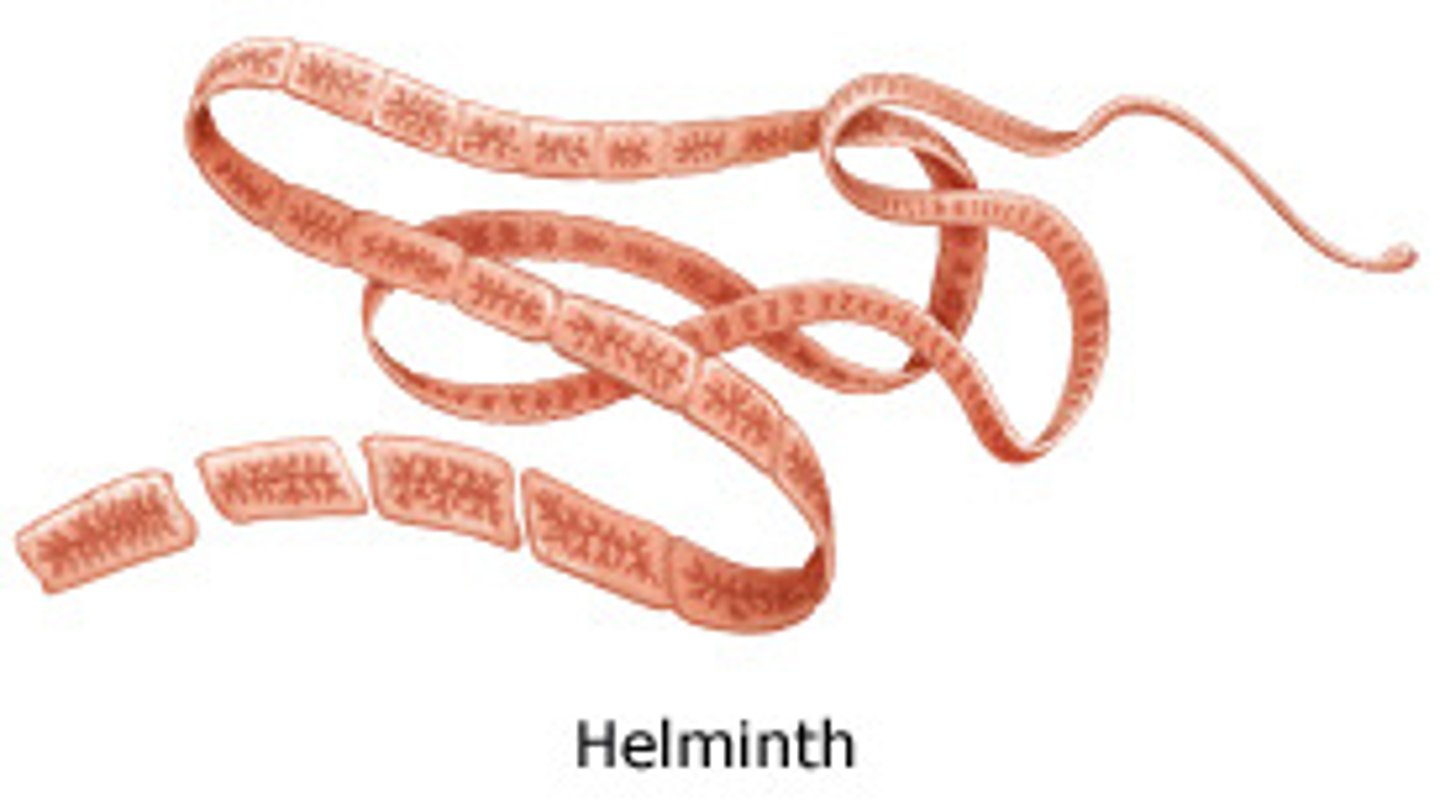 <p>Helminths (worms).</p>