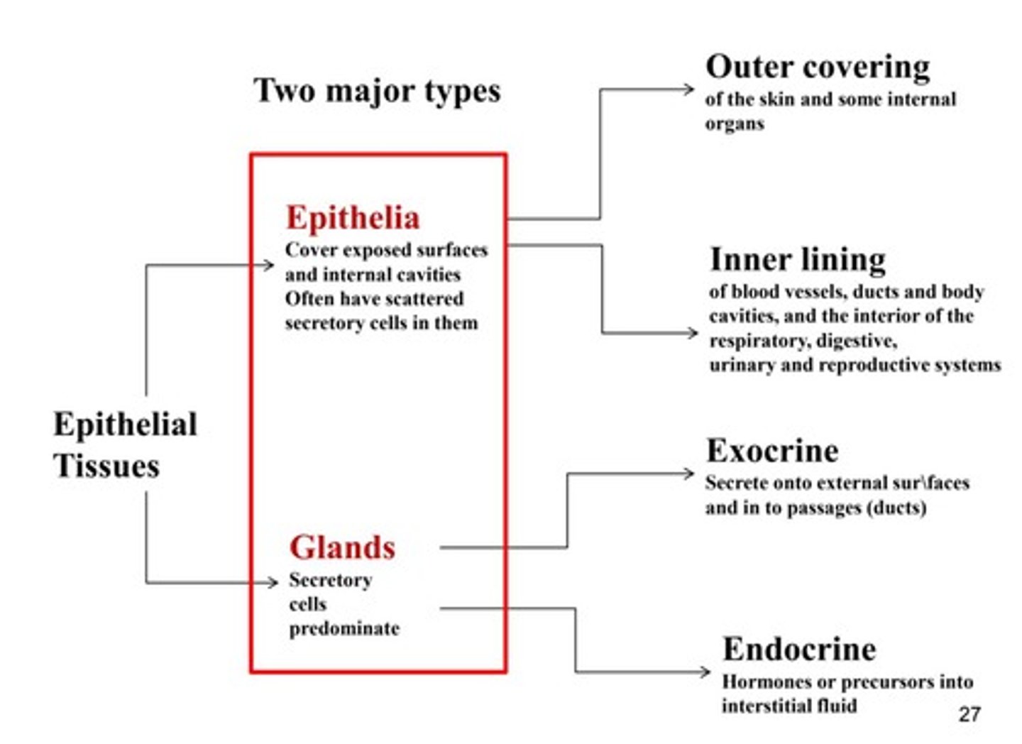 <p>Proper epithelium and glandular epithelium</p>