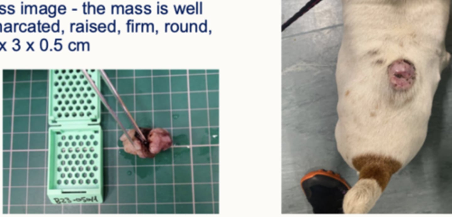 <p>Case 1</p><p>describe this mass</p>