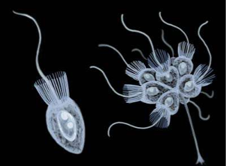 <p>They use a <strong>single posterior flagellum</strong> for propulsion.</p>