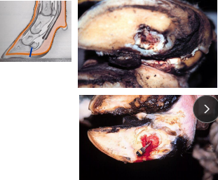 <p><span>Sole Ulcer (Pododermatitis Circumscripta)</span></p>