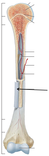 <p>State which part of the bone is being pointed out by the arrow? </p>
