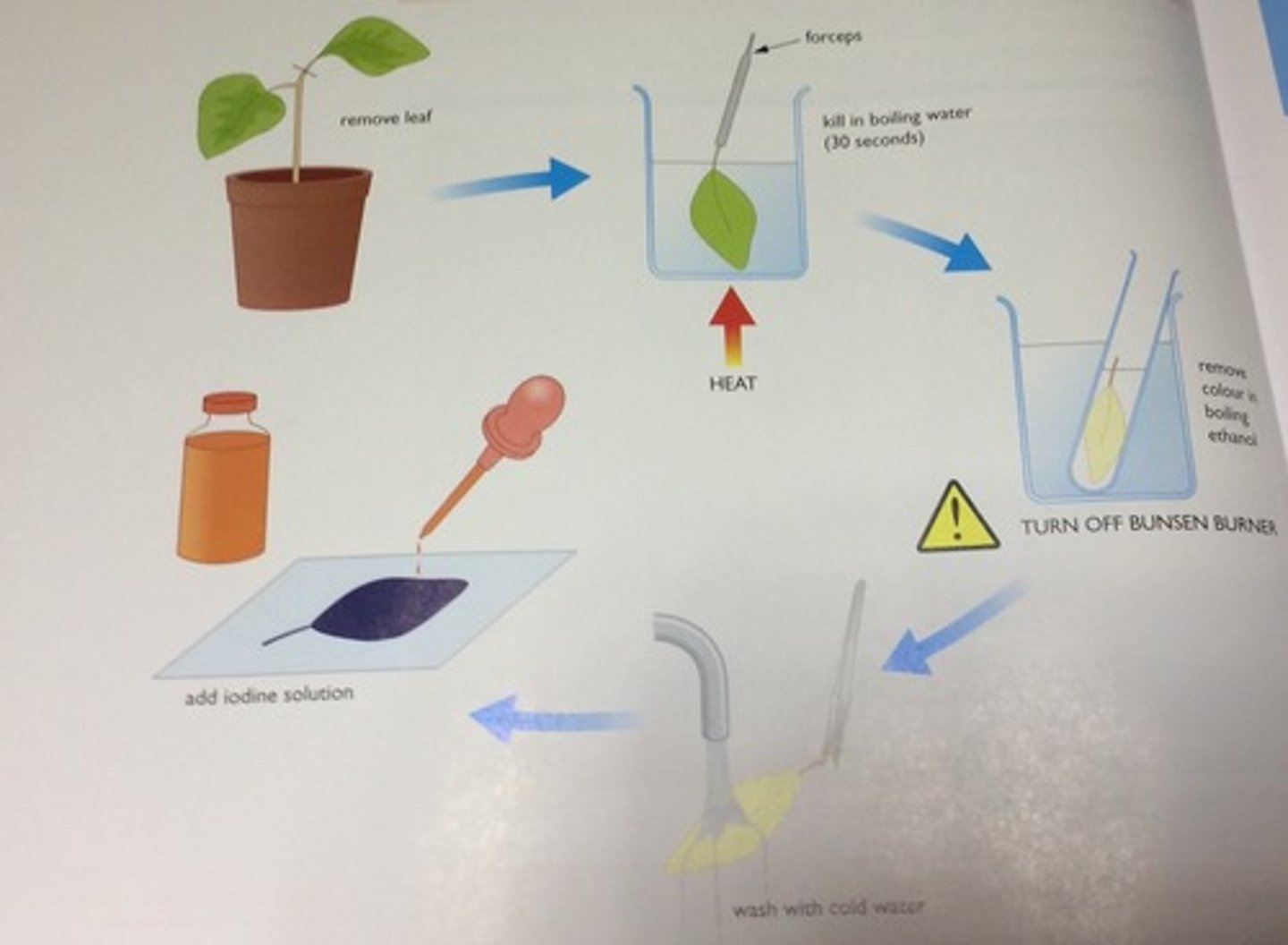 <p>1. Submerge leaf in boiling water to destroy membrane</p><p>2. Put the leaf into test tube of ethanol to dissolve chlorophyll</p><p>3. Wash leaf in cold water to rehydrate</p><p>4. Put drops of iodine solution on leaf</p><p>Results: Iodine solution turns blue-black when starch is present</p>