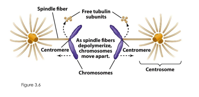 <p>Spindle fibers</p>