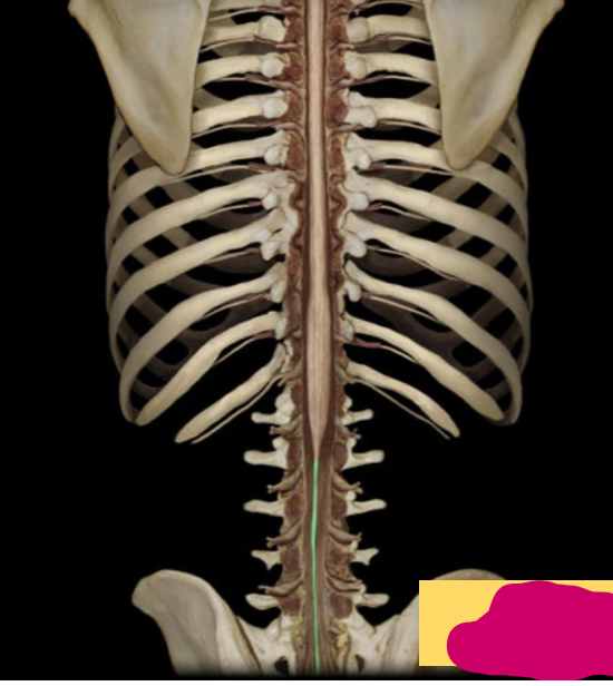 <p>What part of the spinal cord is this?</p>