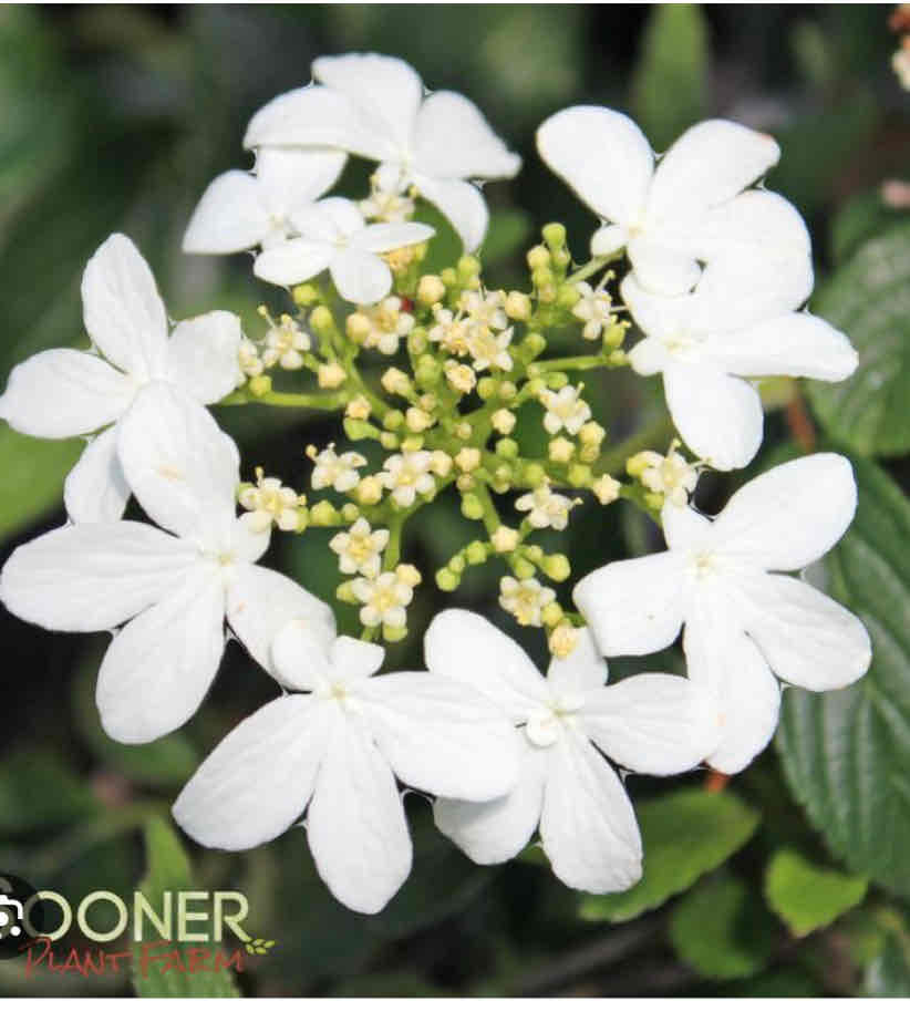 <p>Viburnum plicatum ‘Summer Snowflake’, doublefile viburnum, Adoxaceae</p>