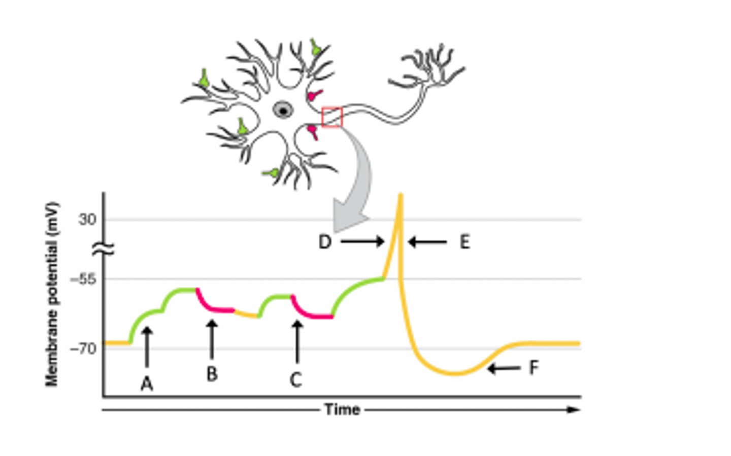 <p>Which point(s) show a depolarization above resting membrane potential?</p><p>A) A</p><p>B) B</p><p>C) C</p><p>D) D</p><p>E) E</p><p>F) F</p><p>G) A, D</p><p>H) A, D, F</p><p>I) A, B, C, D</p><p>J) A, B, C, D, E</p><p>K) A, B, C, D, E, F</p>