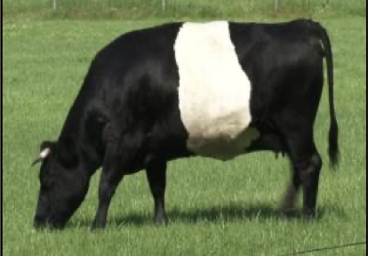 <ul><li><p>milk type </p></li><li><p>holland</p></li><li><p>black with broad white belt around the body</p></li></ul><p></p>